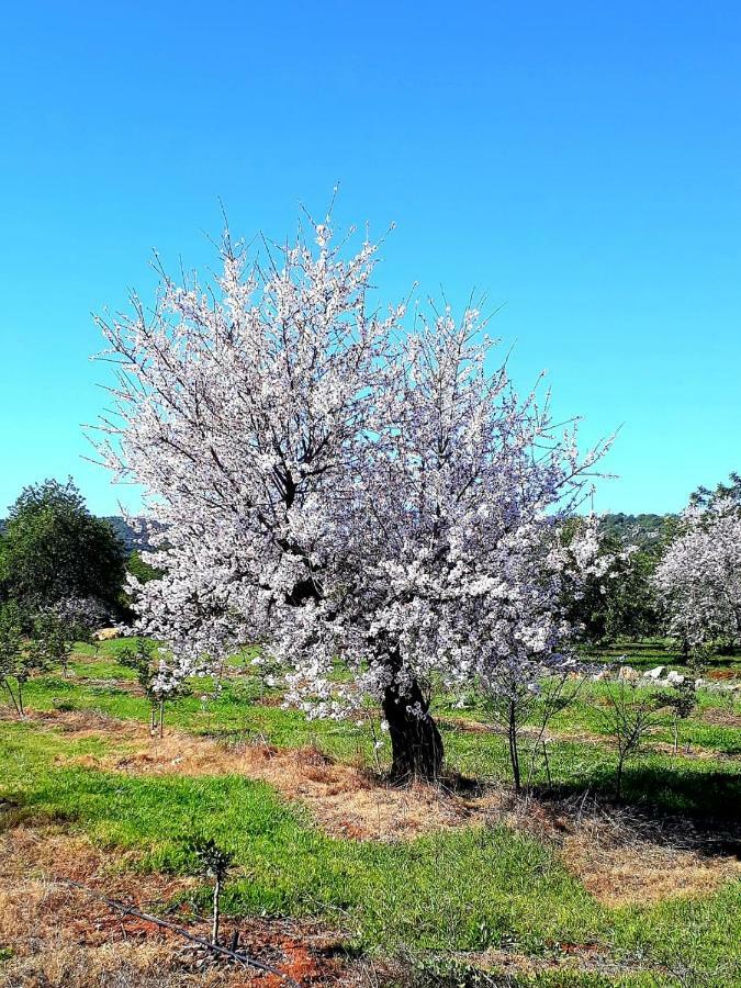 Aparte Wohnung Mit Sudterrasse Am Park Tavira Dış mekan fotoğraf